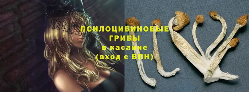 Галлюциногенные грибы GOLDEN TEACHER  ОМГ ОМГ как войти  Дубна 